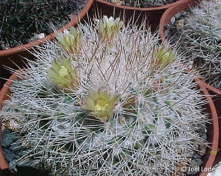 Mammillaria evermanniana JLcoll.2687